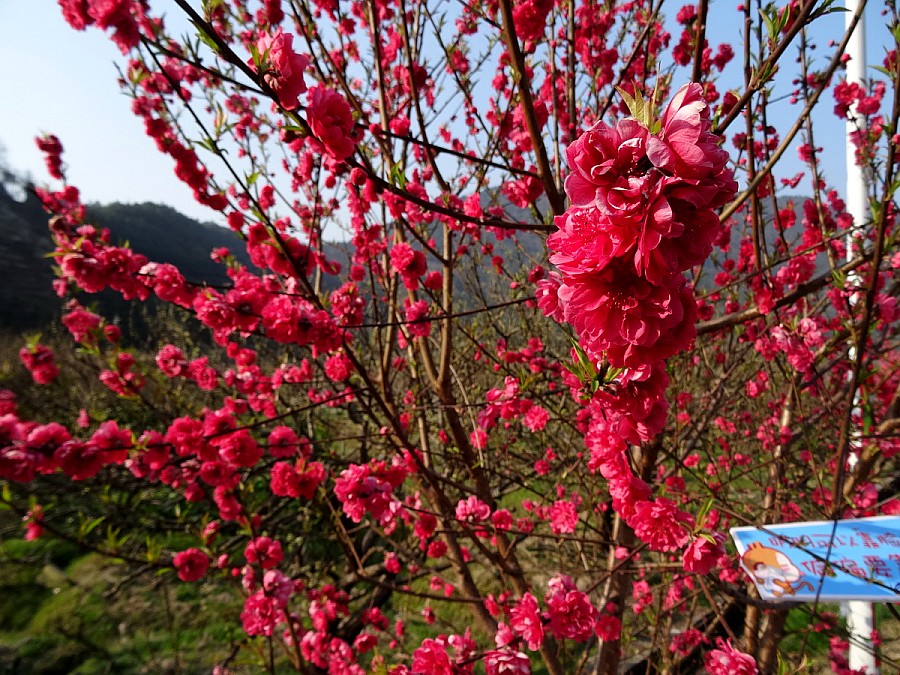 DSC04048_调整大小_conew1.JPG