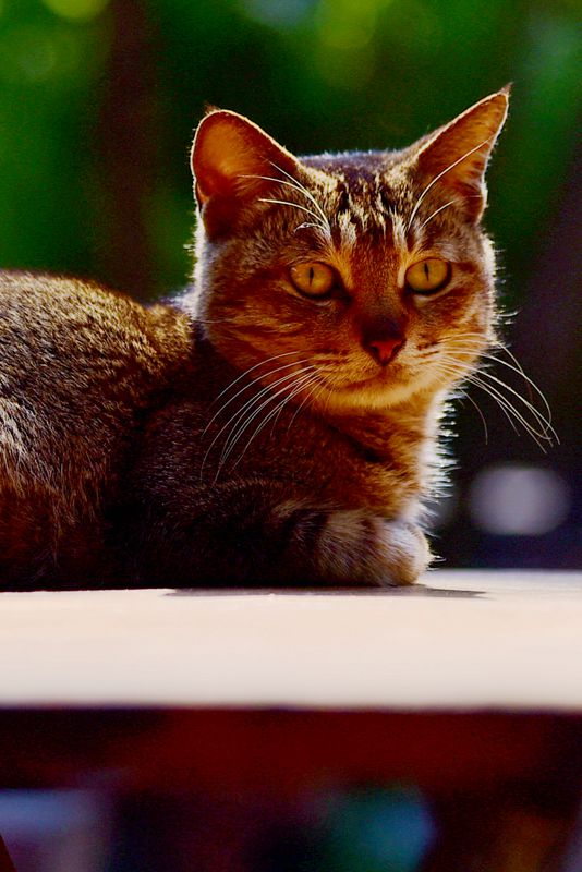 DSC_1292.JPG