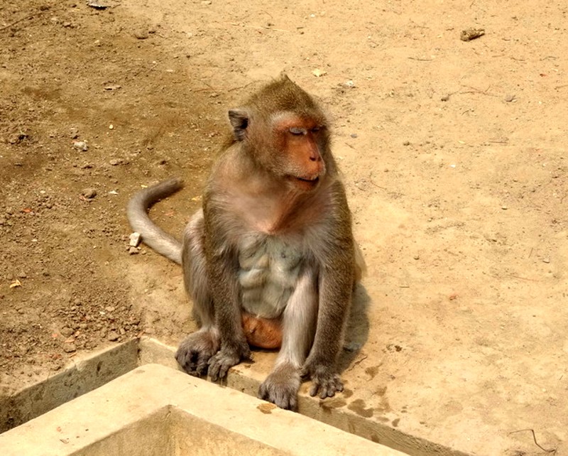 猴子  (2).JPG
