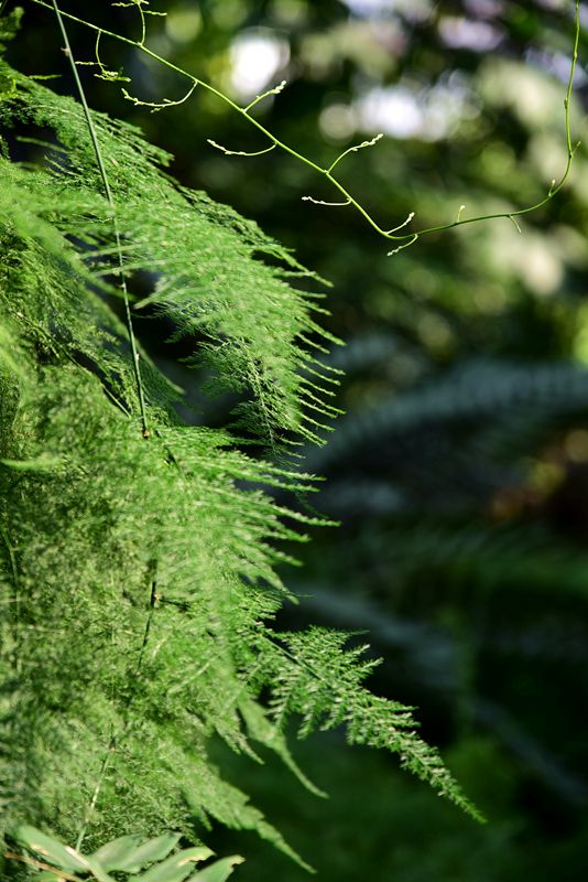 DSC_1307.JPG