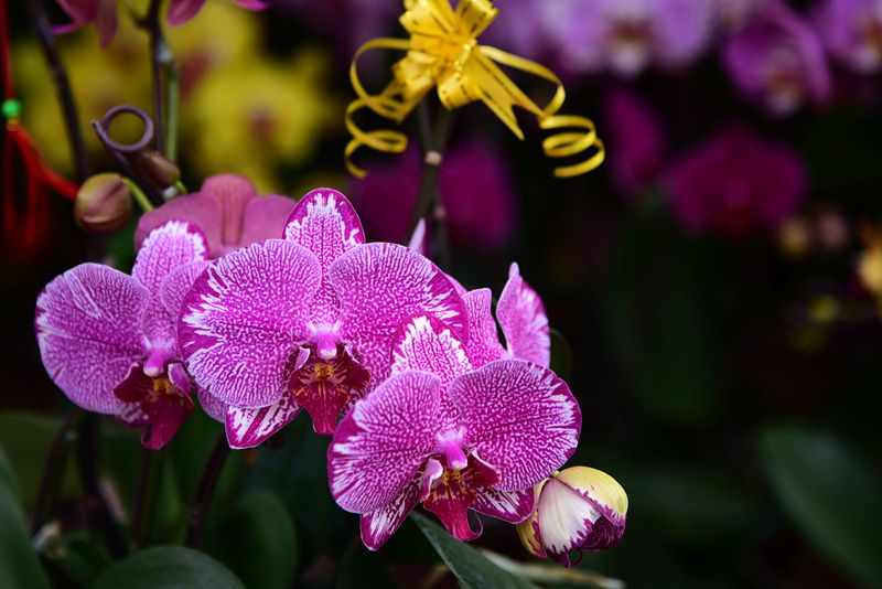 DSC_2785.JPG