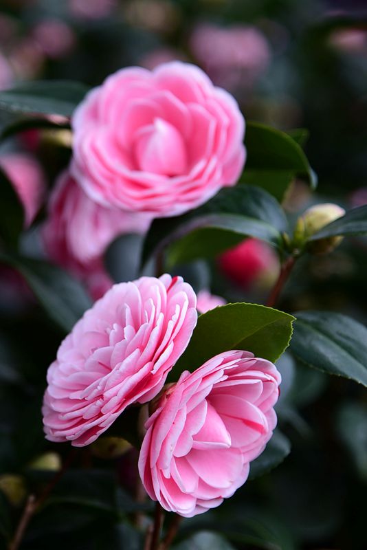 DSC_2776.JPG