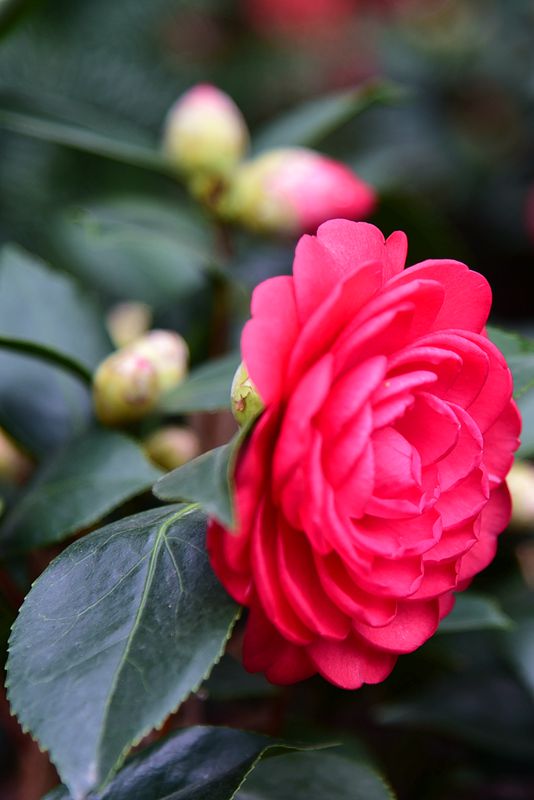 DSC_2774.JPG