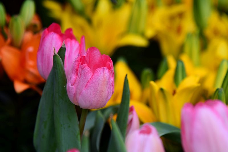 DSC_2778.JPG