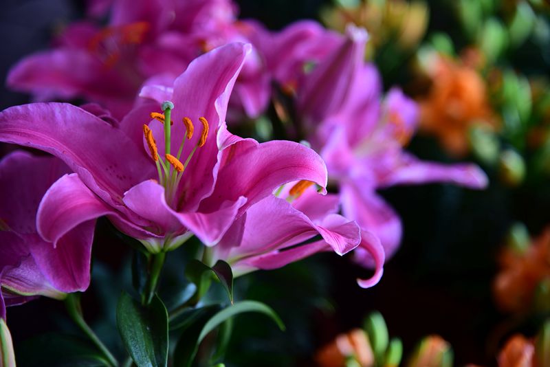 DSC_2768.JPG
