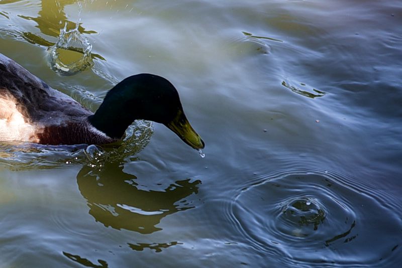 DSC_2446.JPG