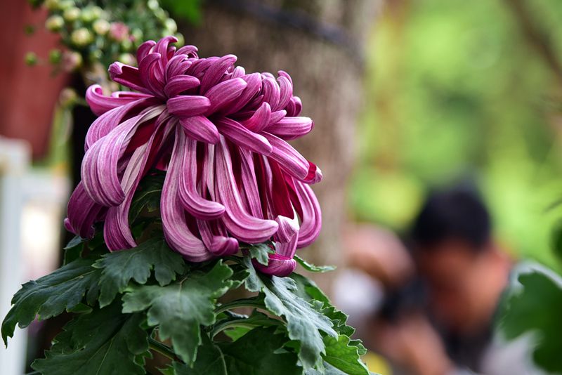 DSC_4280.JPG