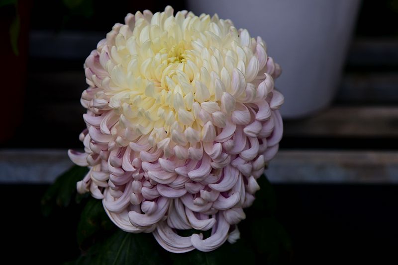 DSC_4264.JPG