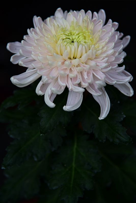 DSC_4271.JPG