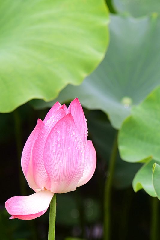 DSC_5438.JPG