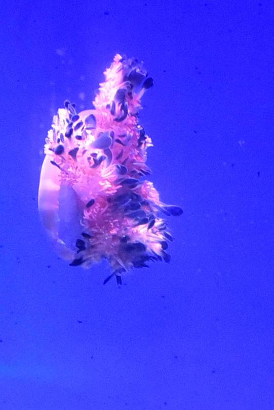 DSC_7581.JPG